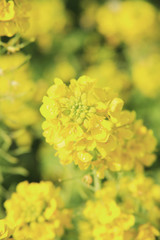 菜の花