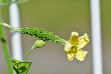 ゴーヤの実と花