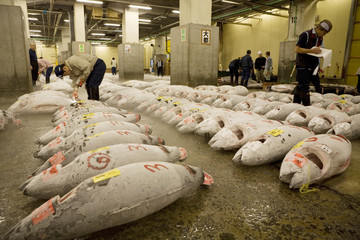 東京中央卸売市場