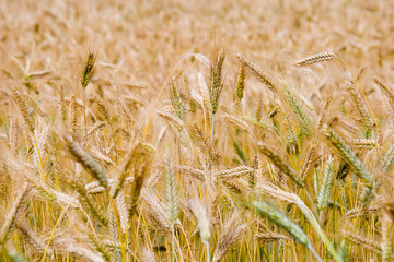 Landscape with golden wheat field