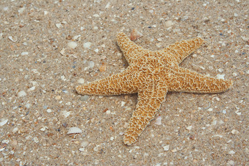 Starfish on sand