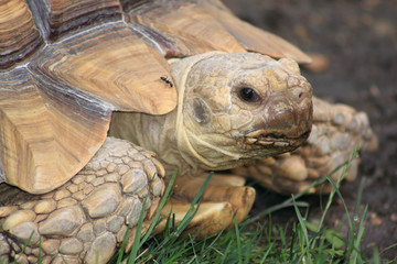 Obraz premium Closeup of tortoise with ant on its shell
