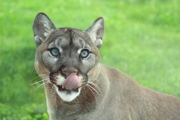 Closeup of cougar or mountain lion in the grass with tongue out