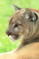 Closeup profile of golden cougar or mountain lion