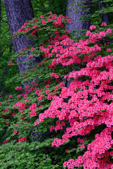 新緑とヤシオツツジ