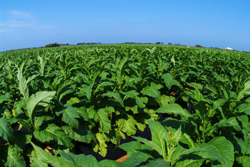たばこ畑