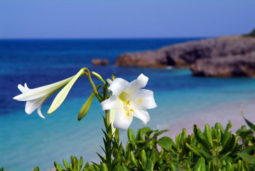 テッポウユリ © paylessimages