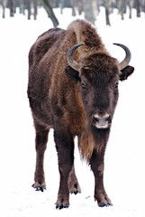 aurochs standing on the snow in forest