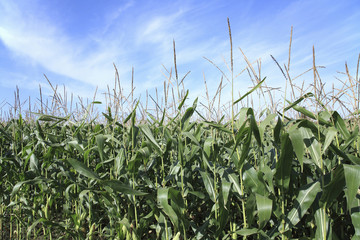 とうもろこし畑