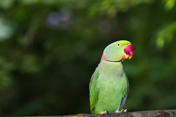 Green Parrot Bird