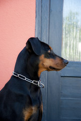 Deutscher Pinscher