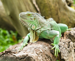 iguana