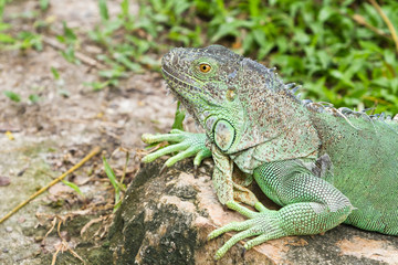 Fototapeta premium iguana