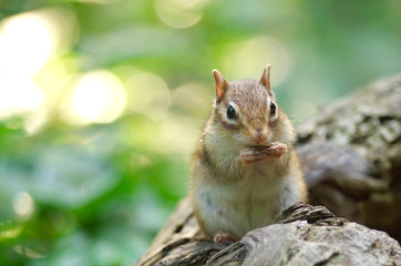 ひまわりの種を食べるエゾシマリス