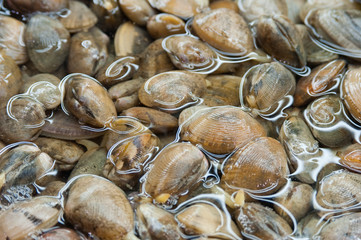 sea product from the adaman sea in local fish market
