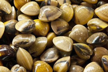 sea product from the adaman sea in local fish market