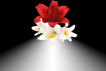 white and red lily on black background
