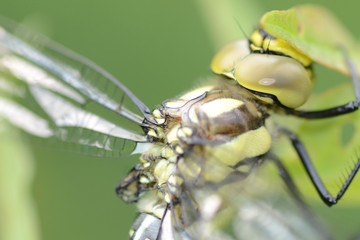 Libelle