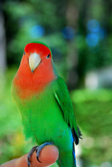 Agapornis, inseparable