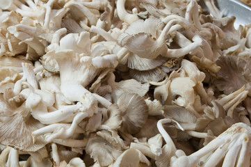 Sarjor-caju Mushroom