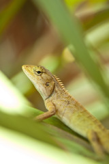 tree lizard ,phuket thailand