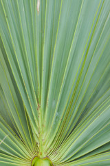 green palm tree leaf as a background