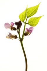 bl&uuml;hende Buschbohne