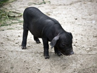 Ferkel-schwarz