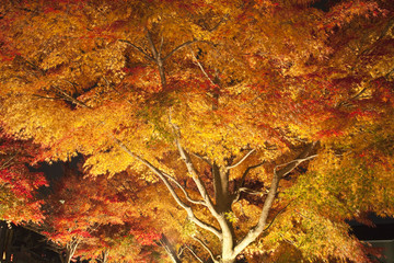 紅葉のもみじのライトアップ