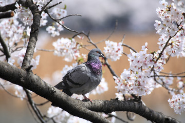ハト
