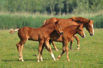 Fototapeta premium Foal in the meadow