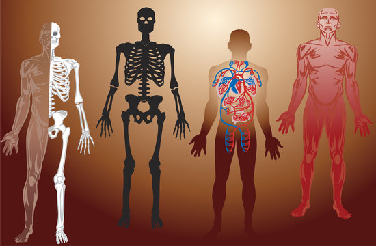 human anatomy illustration