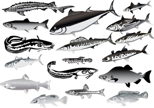 seventeen grey fishes isolated on white