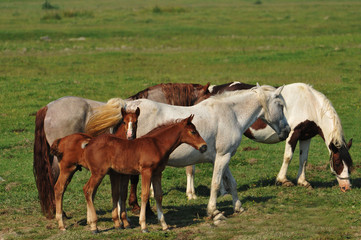 Obraz na płótnie Canvas Horses on pasture