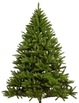 ungeschm&uuml;ckter weihnachtsbaum