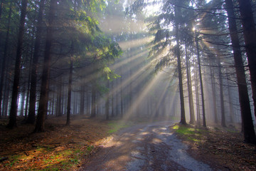 Naklejka premium God beams - coniferous forest in fog