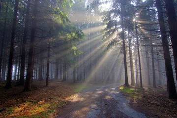 Foto op Plexiglas God beams - coniferous forest in fog © siloto