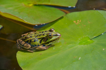 Green frog on leaf of a Waterlily