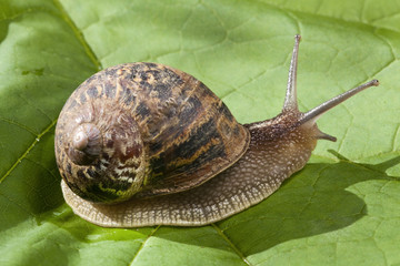escargot sur une feuille