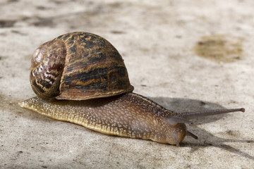 gros escargot brun