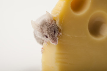 Funny mouse on the cheese