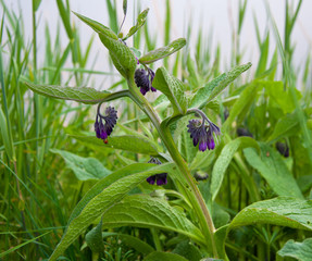 Closeup of a flowering Comfrey plant