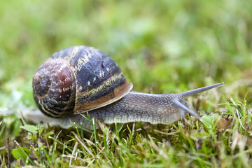 escargot dans l'herbe