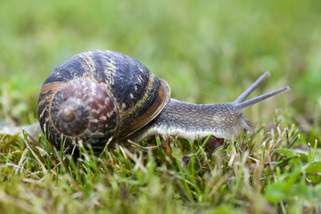 escargot dans le gazon