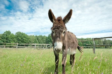 Zelfklevend Fotobehang donkey © TSpider