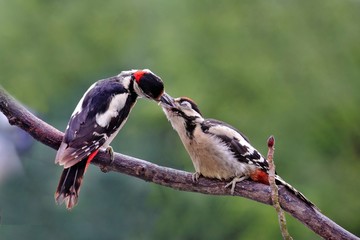 Buntspecht,woodpecker