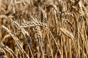 Wheat field