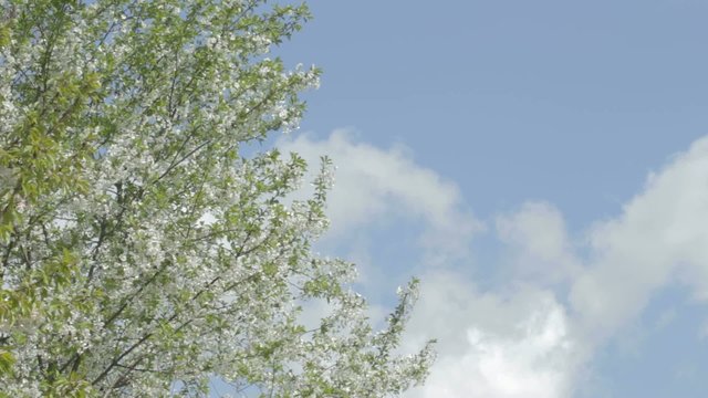 Flowering white cherry on wind against sky.