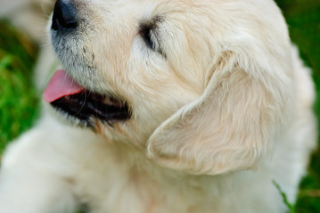 Golden retriever puppy in the grass