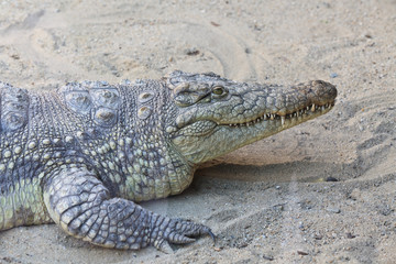 crocodile
